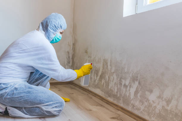 Licensed Commercial Mold Remediation service in Arnold, MD - WQB Mold Removal
